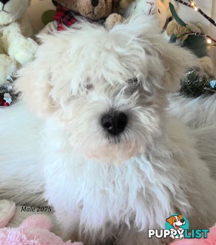 WestiePoo - West Highland White x Miniature Poodle 