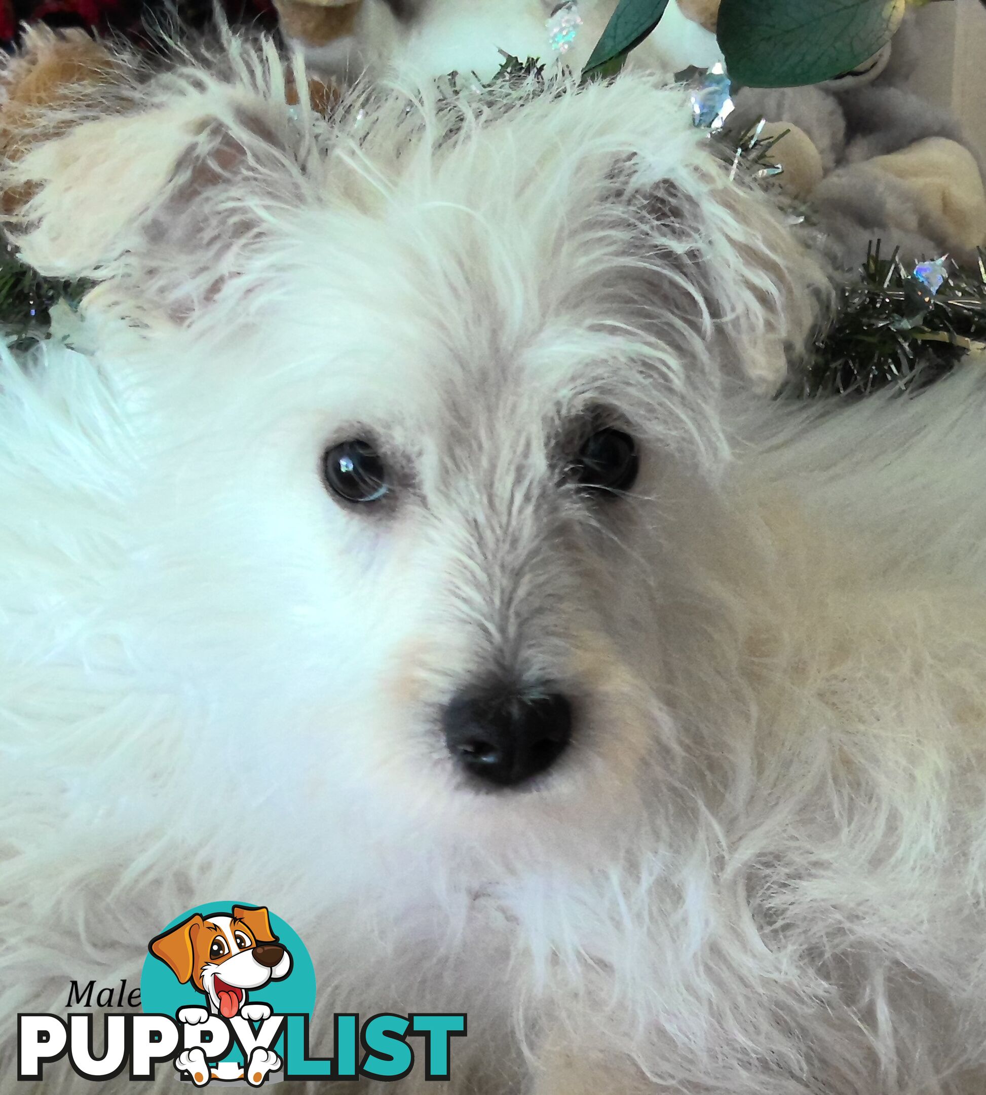 WestiePoo - West Highland White x Miniature Poodle 