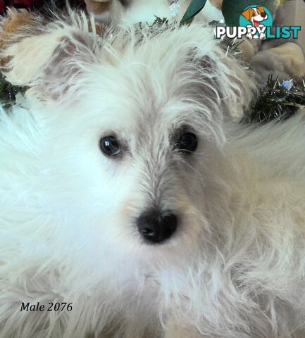 WestiePoo - West Highland White x Miniature Poodle 