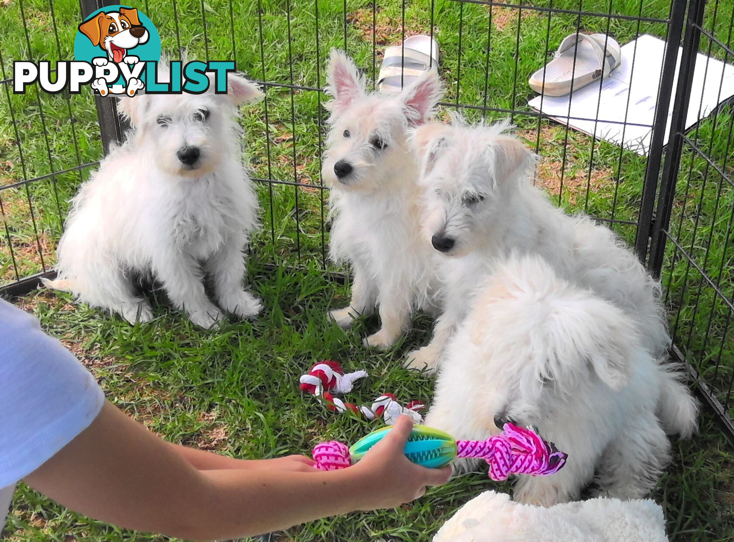 WestiePoo - West Highland White x Miniature Poodle 