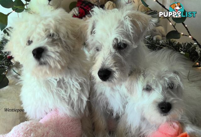 WestiePoo - West Highland White x Miniature Poodle 