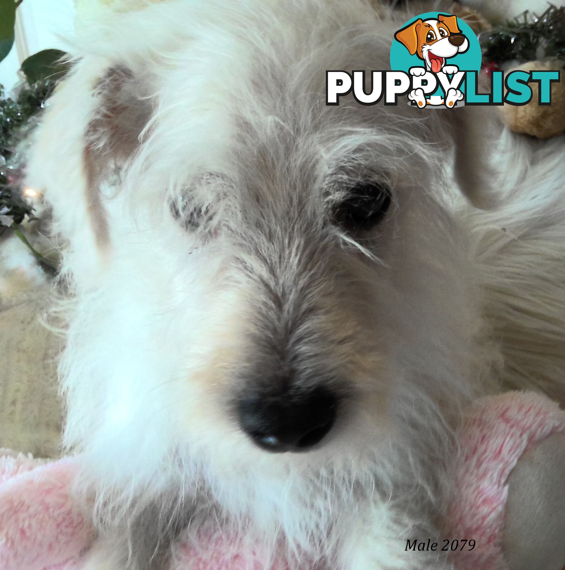 WestiePoo - West Highland White x Miniature Poodle 