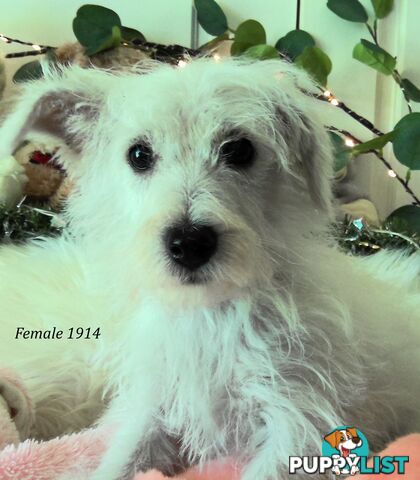 WestiePoo - West Highland White x Miniature Poodle 