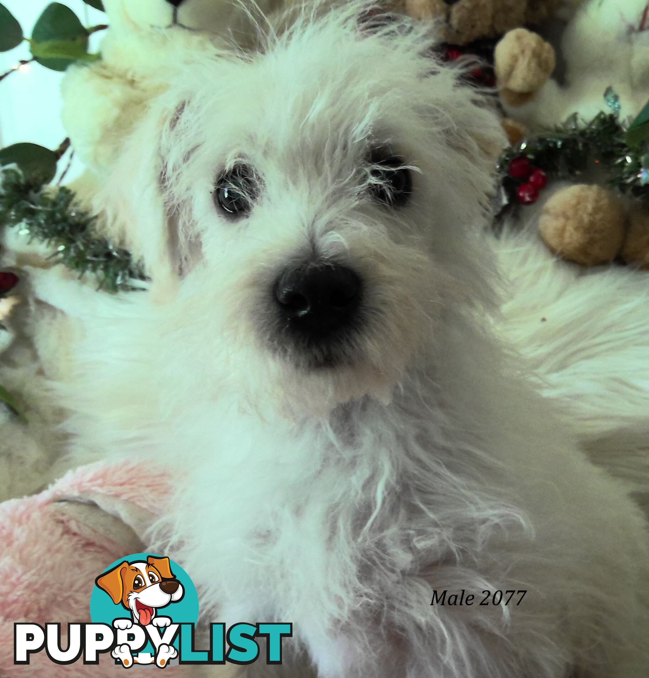 WestiePoo - West Highland White x Miniature Poodle 