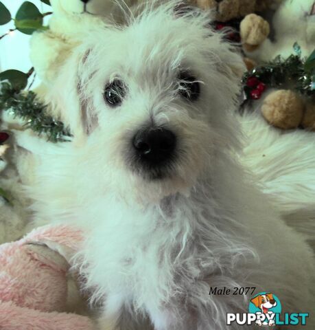 WestiePoo - West Highland White x Miniature Poodle 