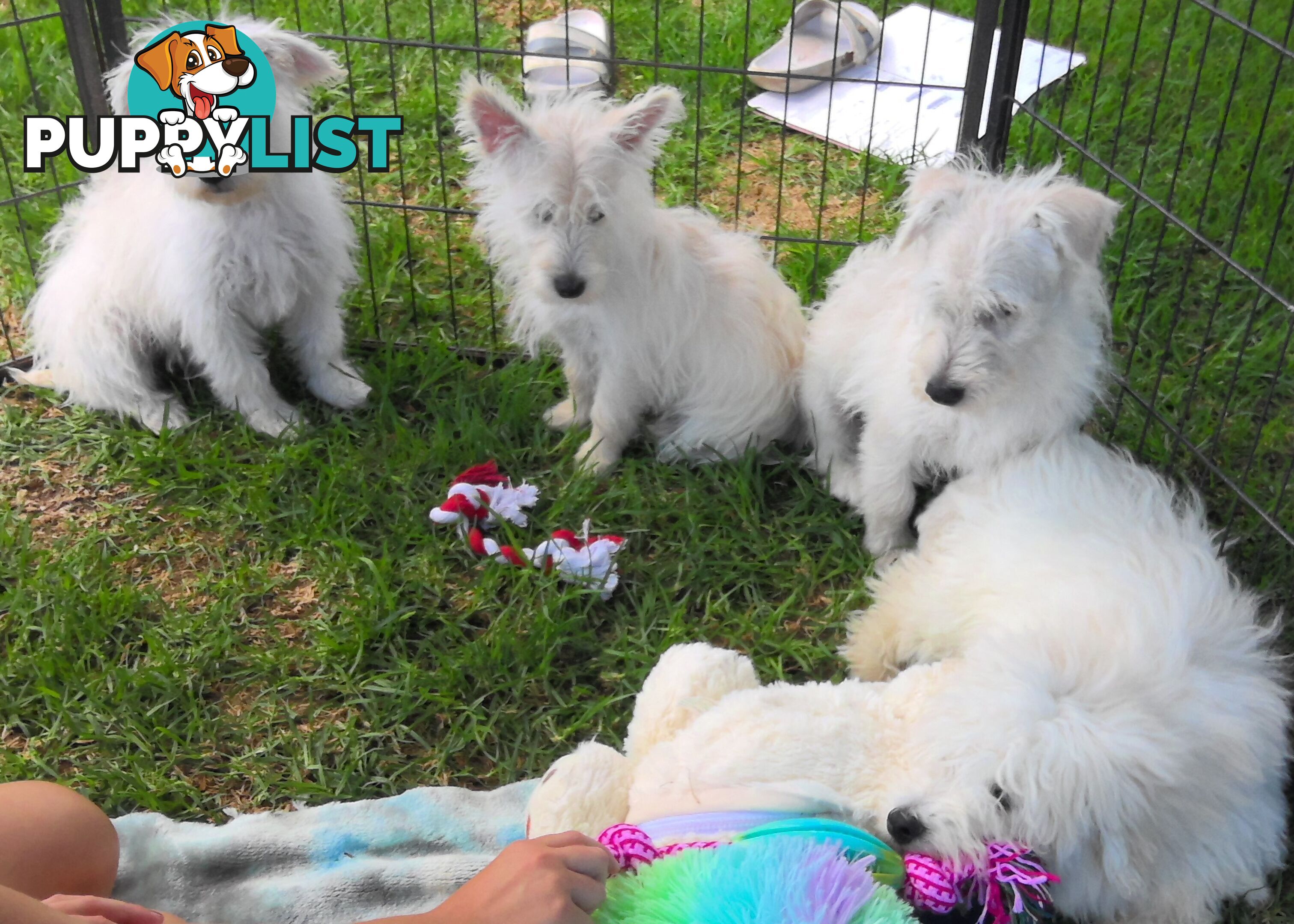 WestiePoo - West Highland White x Miniature Poodle 