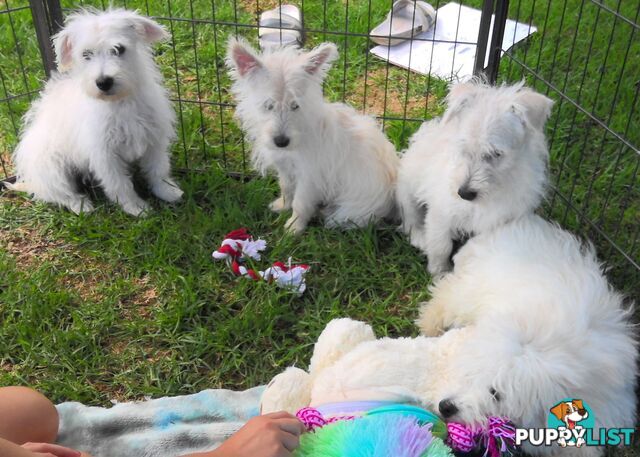 WestiePoo - West Highland White x Miniature Poodle 