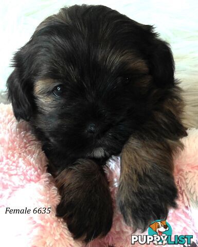 Shoodles - Shih Tzu x Toy Poodle