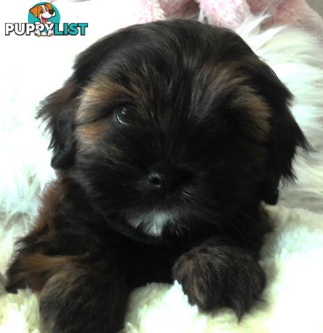 Shoodles - Shih Tzu x Toy Poodle