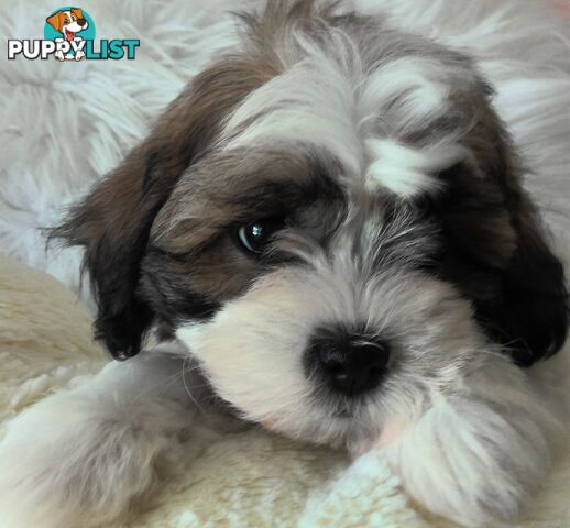 Shoodles - Shih Tzu x Toy Poodle