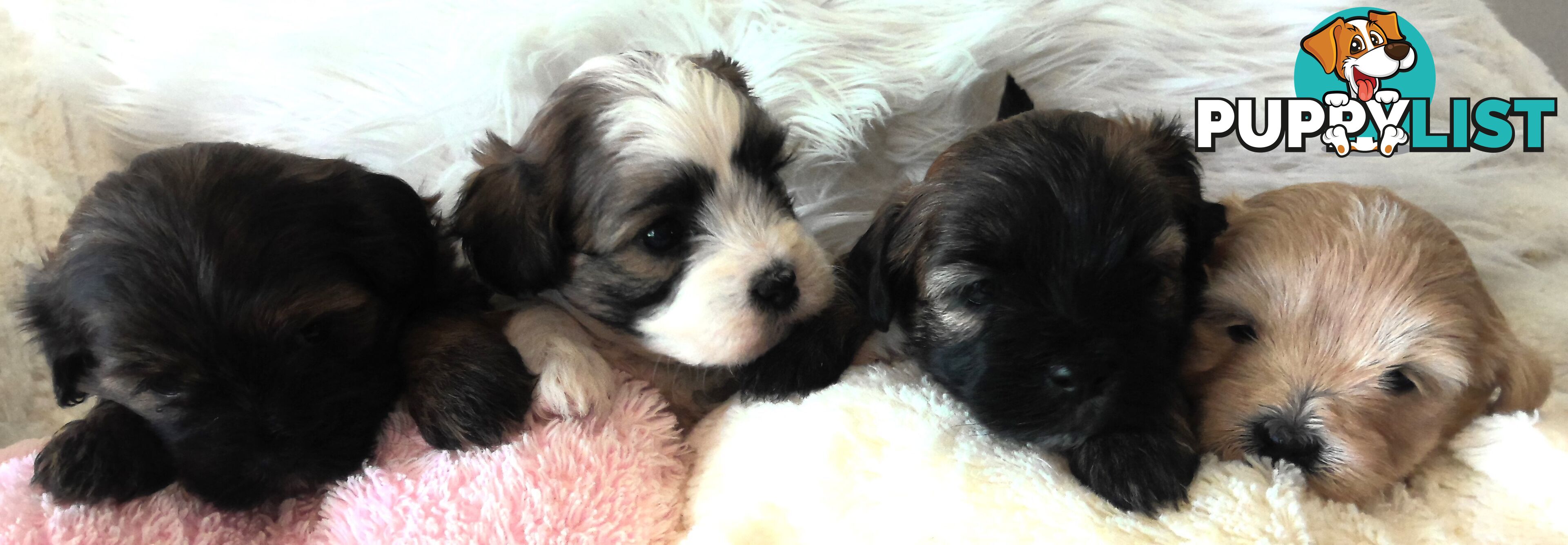 Shoodles - Shih Tzu x Toy Poodle