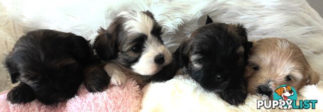 Shoodles - Shih Tzu x Toy Poodle