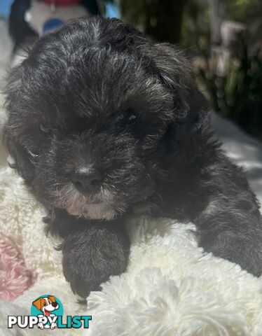 Shoodles - Shih Tzu x Toy Poodle