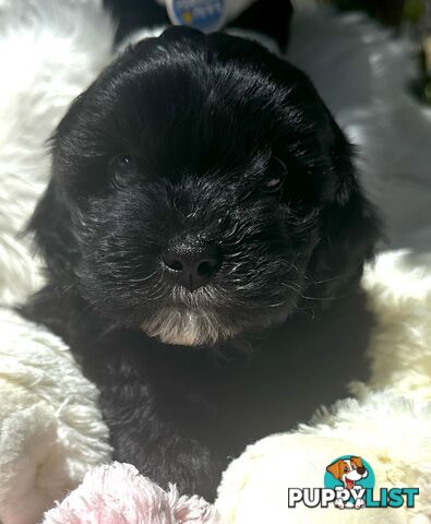 Shoodles - Shih Tzu x Toy Poodle