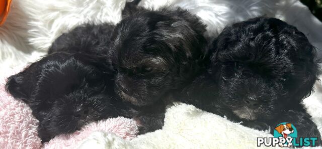 Shoodles - Shih Tzu x Toy Poodle