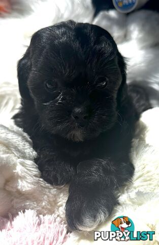 Shoodles - Shih Tzu x Toy Poodle