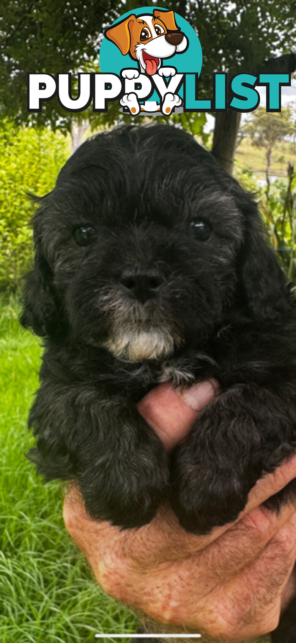 Shoodles - Shih Tzu x Toy Poodle