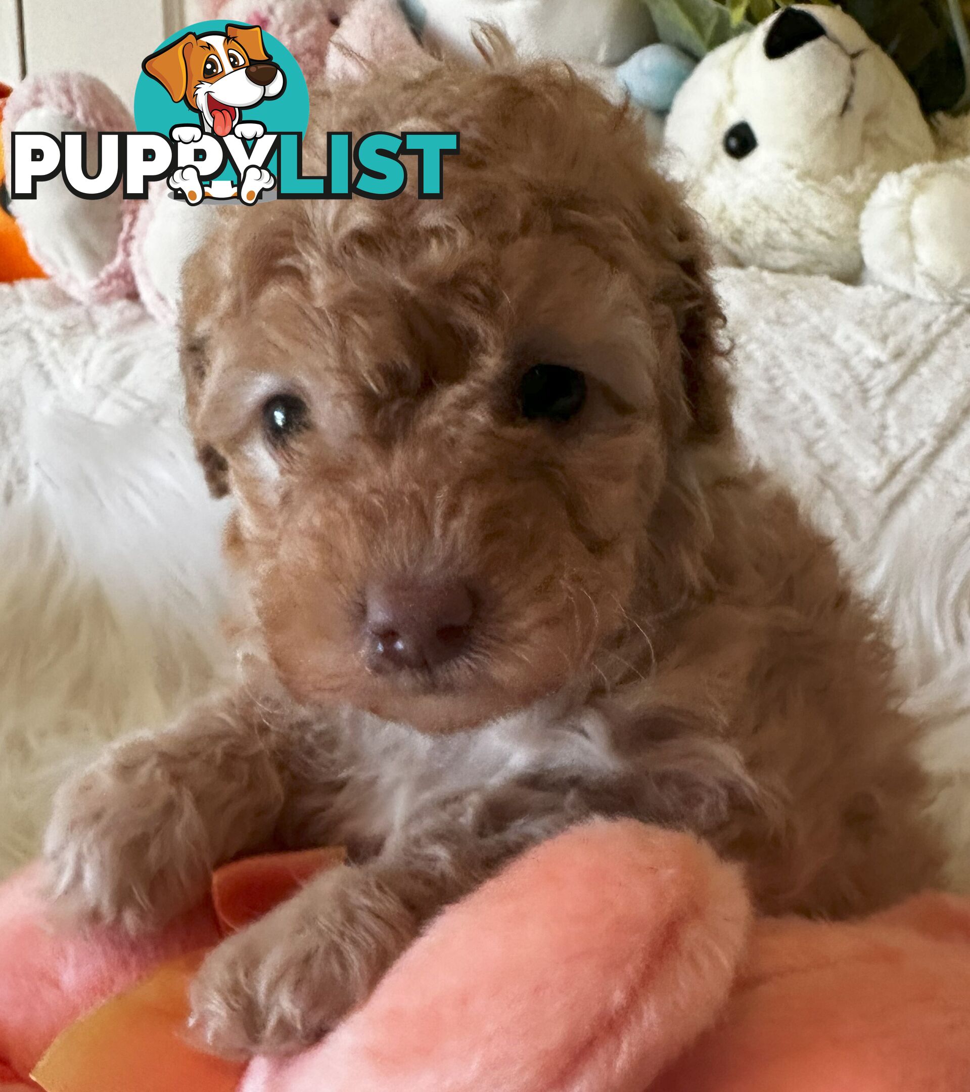 Cavoodle