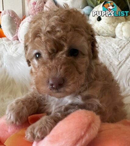 Shoodles - Shih Tzu x Toy Poodle