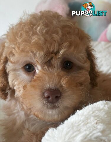 Cavoodle
