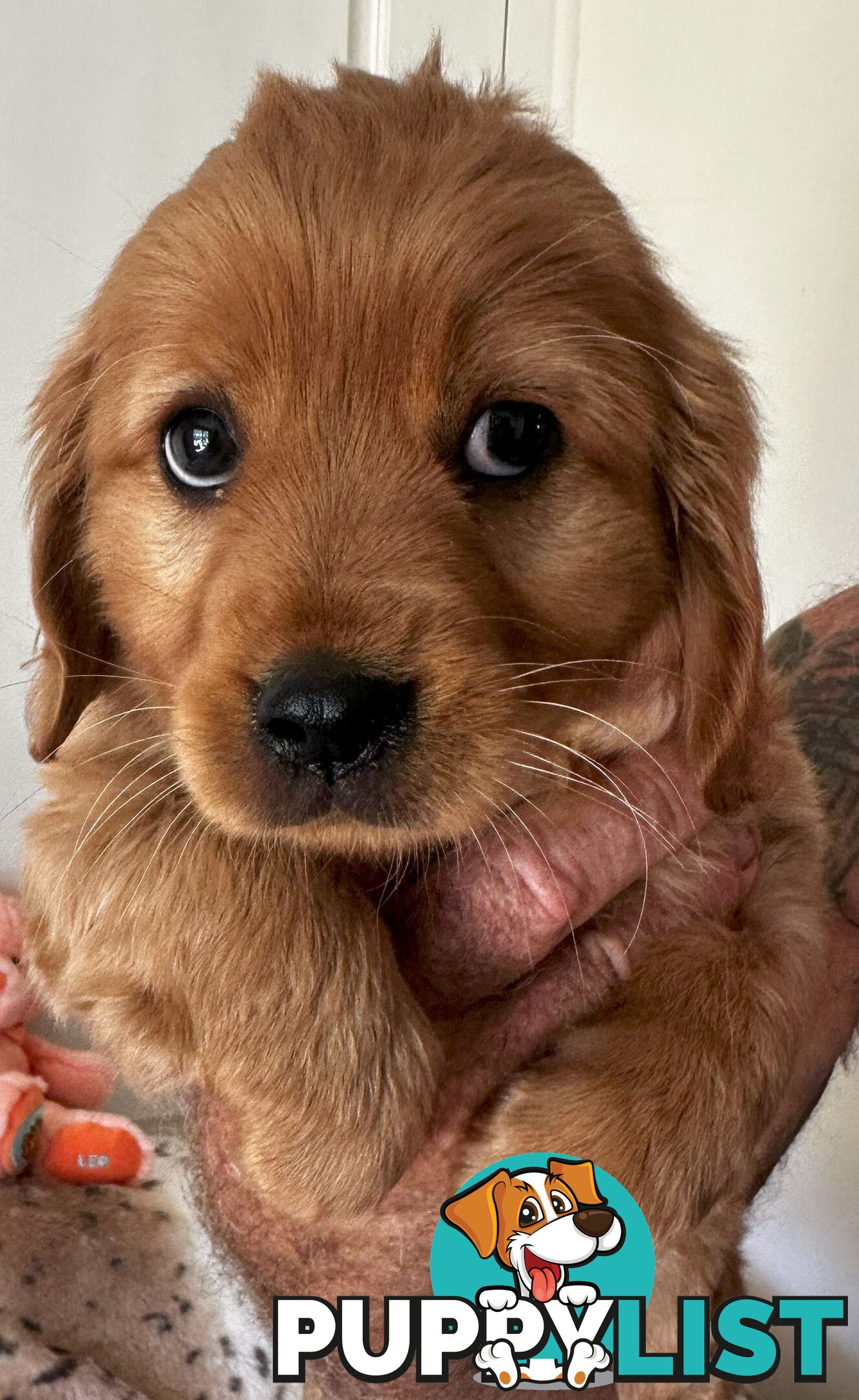 Cavoodle