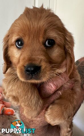 Cavoodle