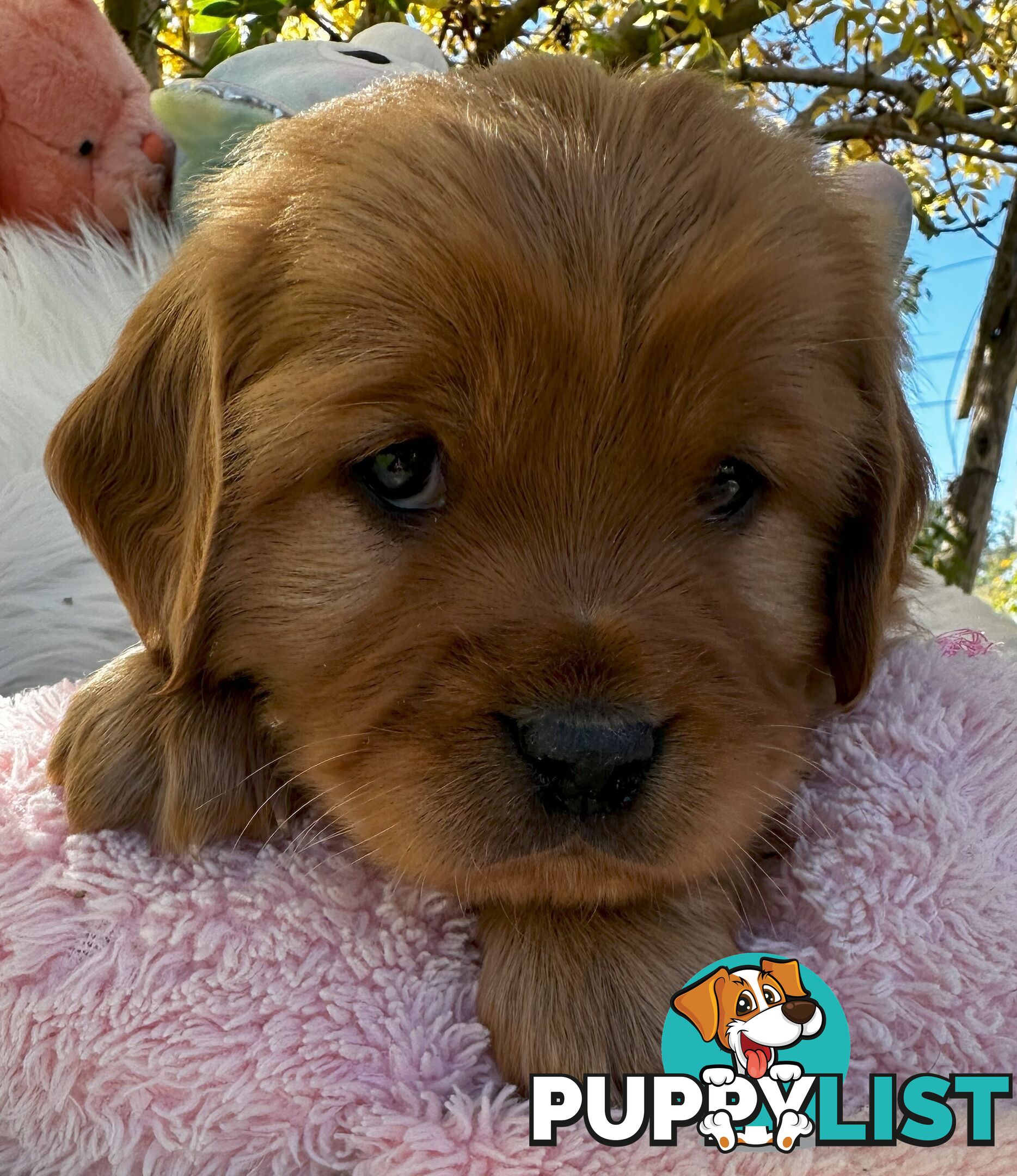Cavoodle