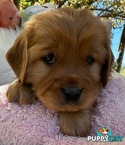 Cavoodle