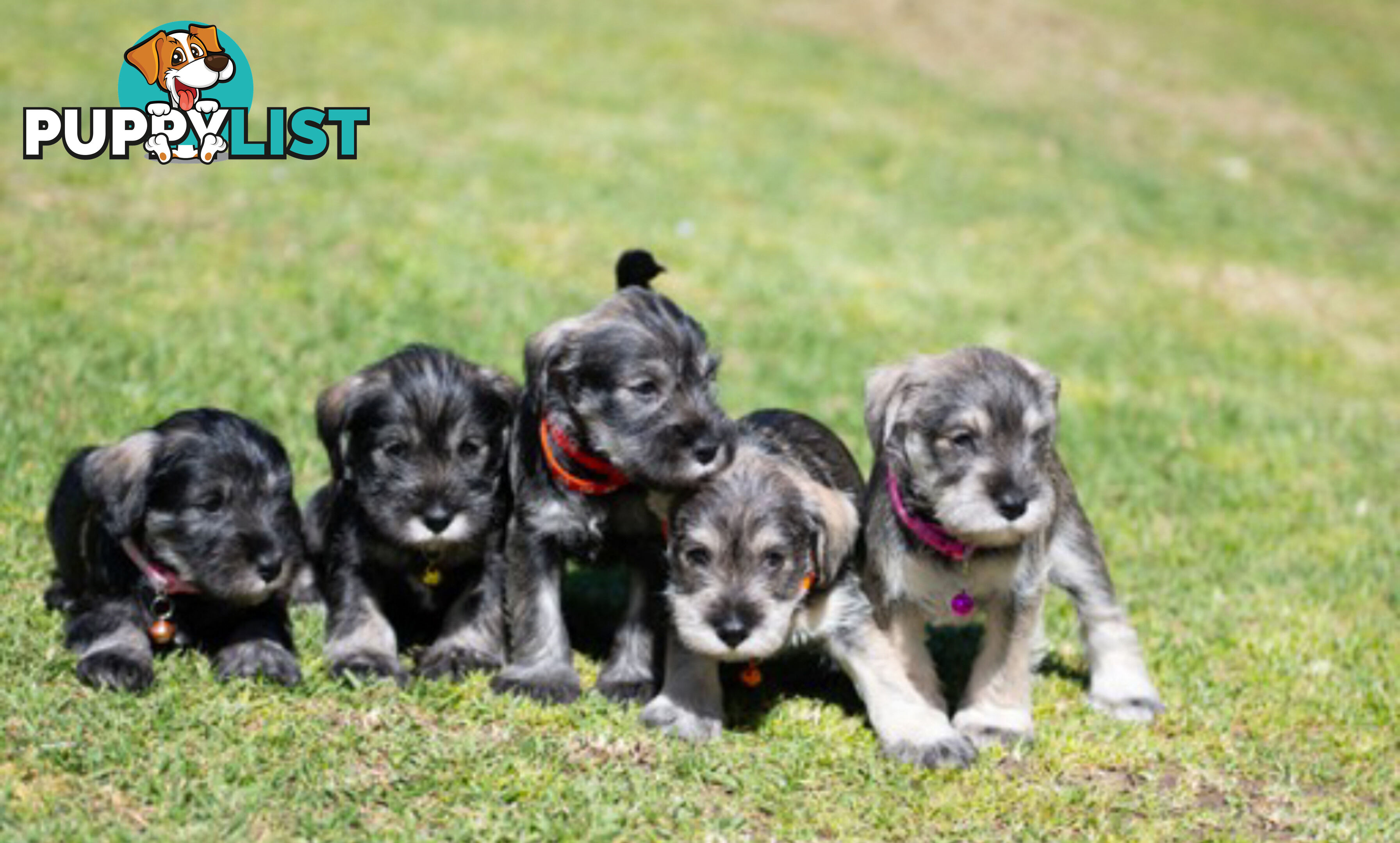 Ready to go! Beautiful Miniature Schnauzer Puppies