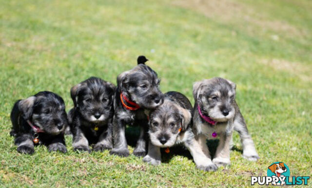 Beautiful Miniature Schnauzer Puppies