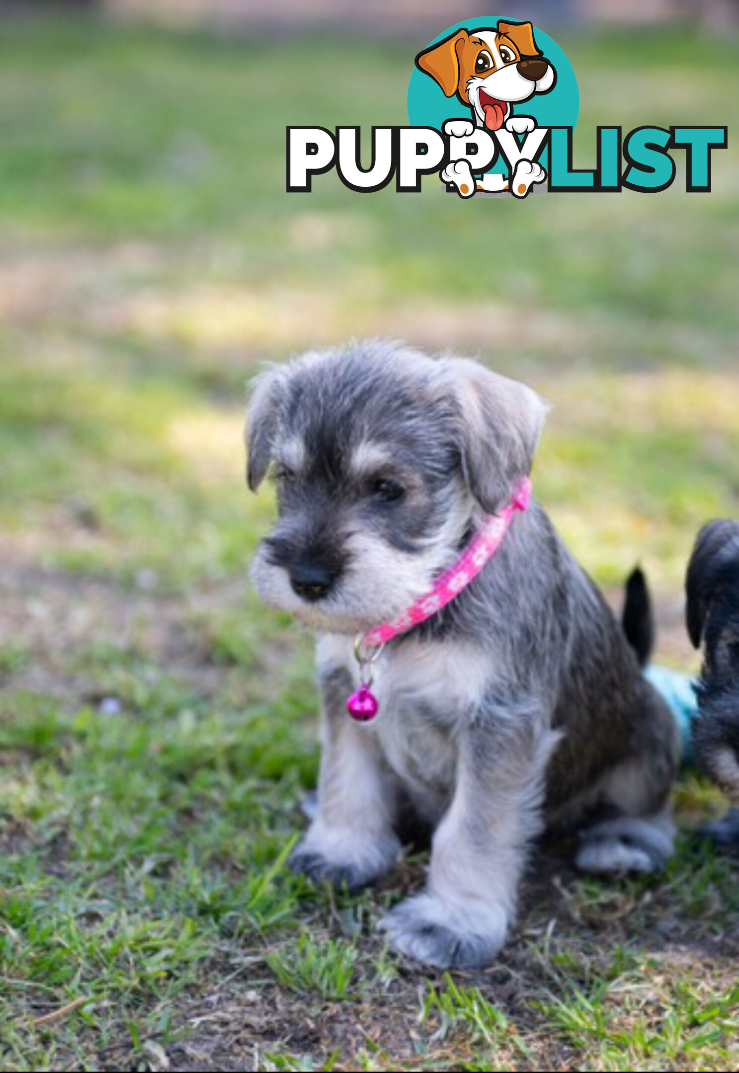 Ready to go! Beautiful Miniature Schnauzer Puppies