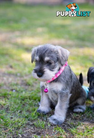 Ready to go! Beautiful Miniature Schnauzer Puppies