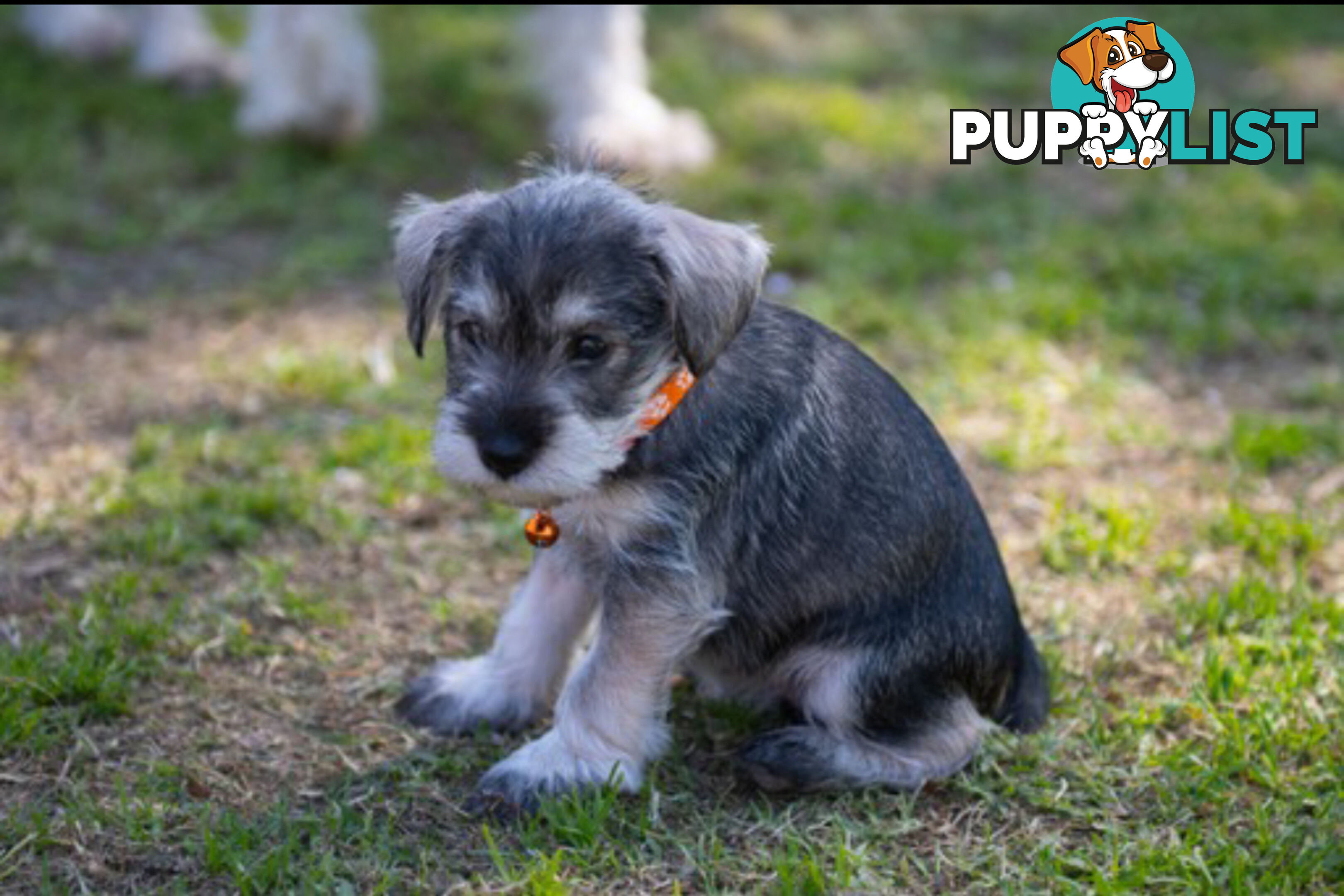 Ready to go! Beautiful Miniature Schnauzer Puppies