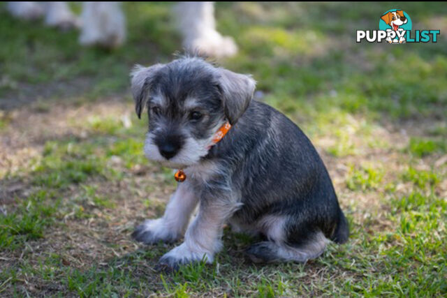 Beautiful Miniature Schnauzer Puppies