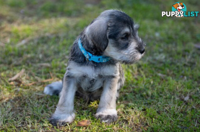 Beautiful Miniature Schnauzer Puppies