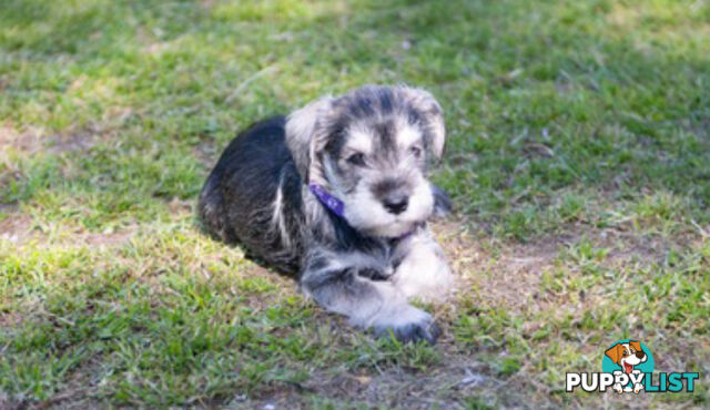 Ready to go! Beautiful Miniature Schnauzer Puppies