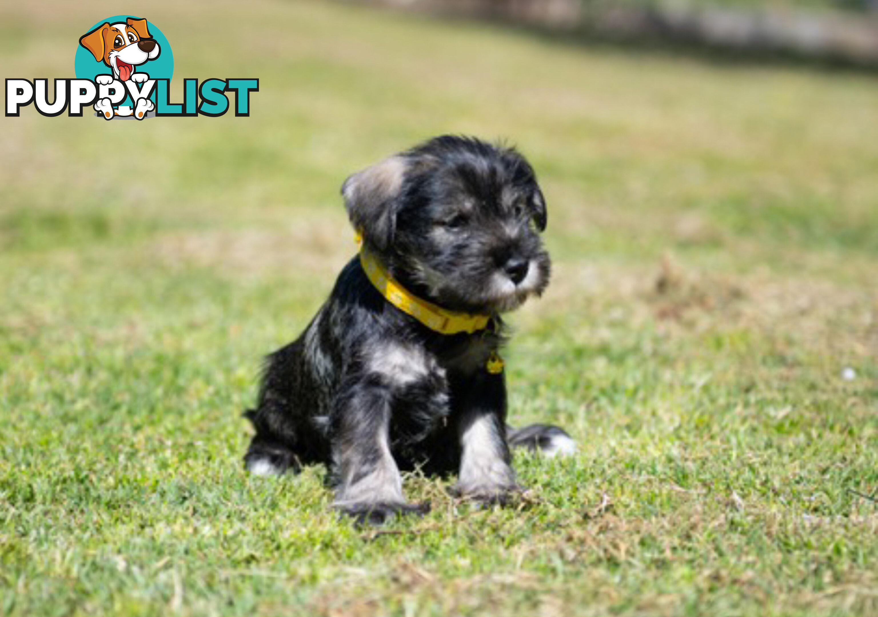 Ready to go! Beautiful Miniature Schnauzer Puppies