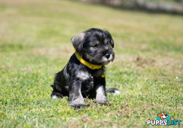 Ready to go! Beautiful Miniature Schnauzer Puppies