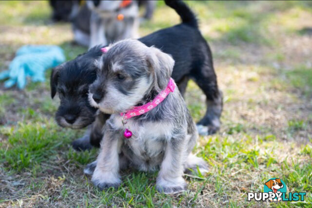 Ready to go! Beautiful Miniature Schnauzer Puppies