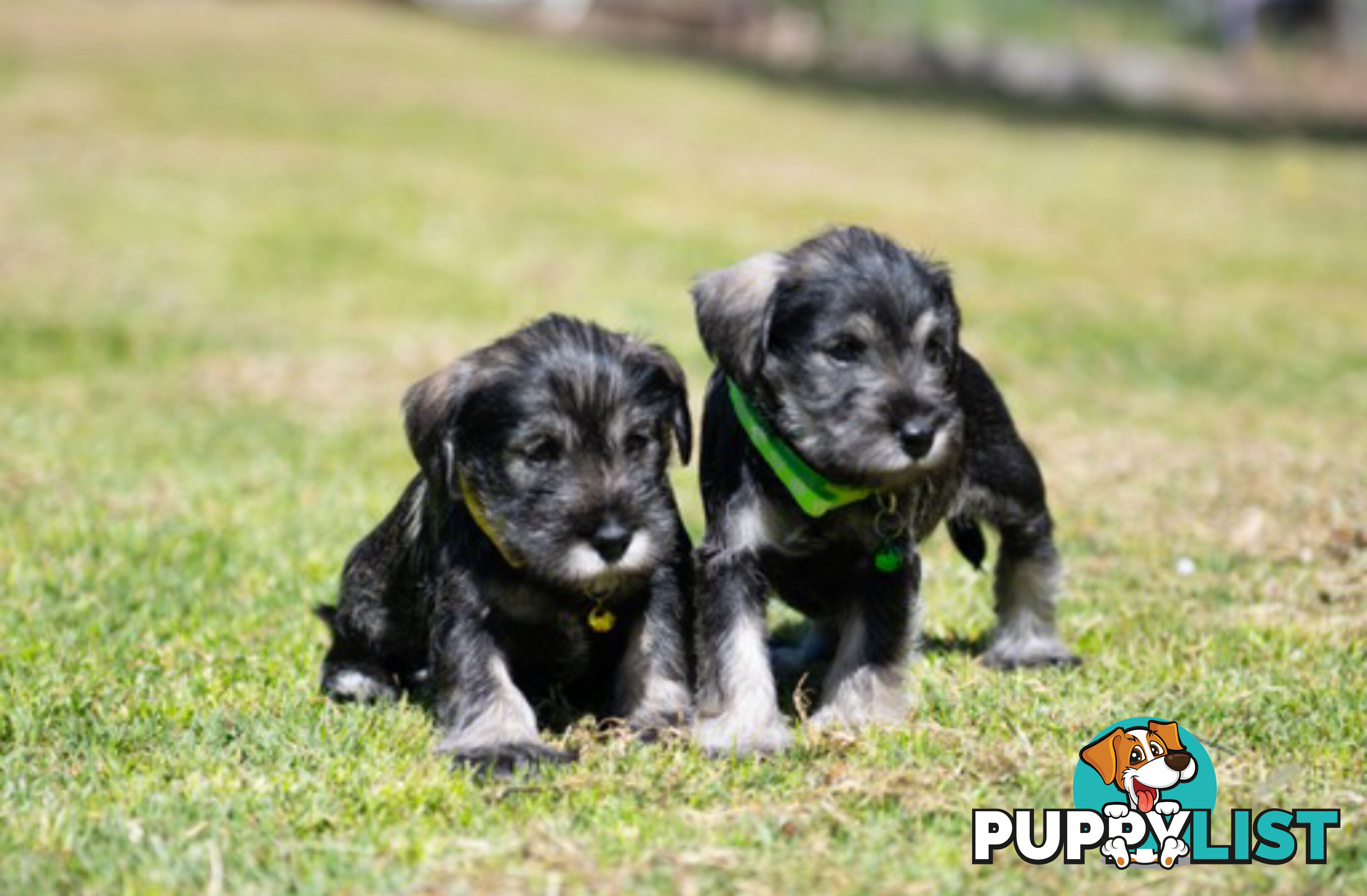 Ready to go! Beautiful Miniature Schnauzer Puppies