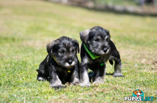 Ready to go! Beautiful Miniature Schnauzer Puppies