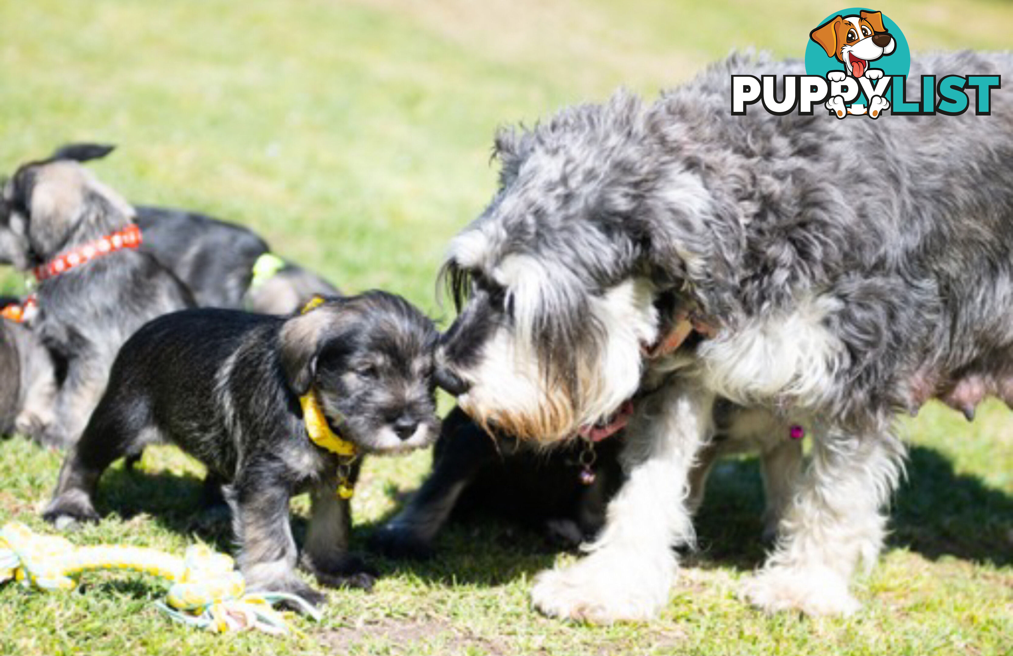 Ready to go! Beautiful Miniature Schnauzer Puppies