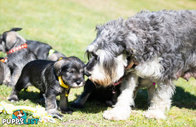 Ready to go! Beautiful Miniature Schnauzer Puppies