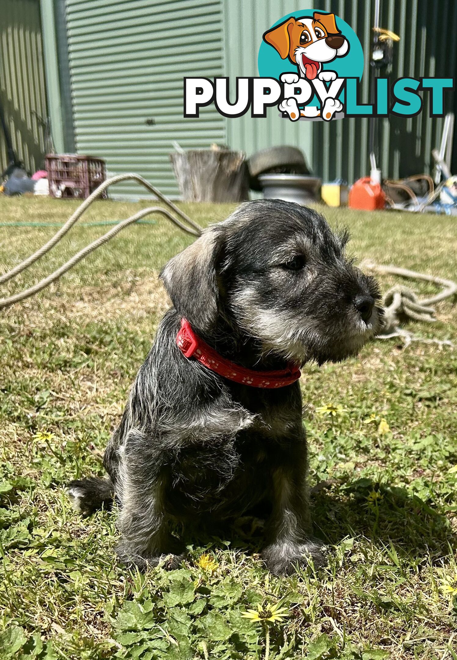 Ready to go! Beautiful Miniature Schnauzer Puppies