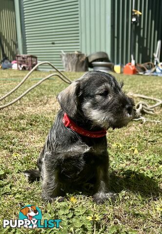 Beautiful Miniature Schnauzer Puppies