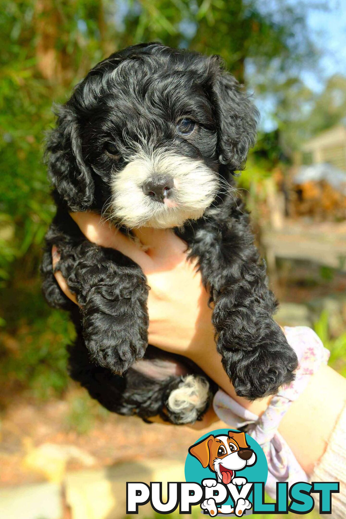 Adorable  1st generation toy cavoodle ready for forever home