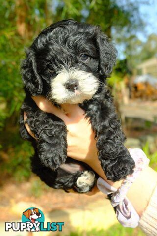 Adorable  1st generation toy cavoodle ready for forever home