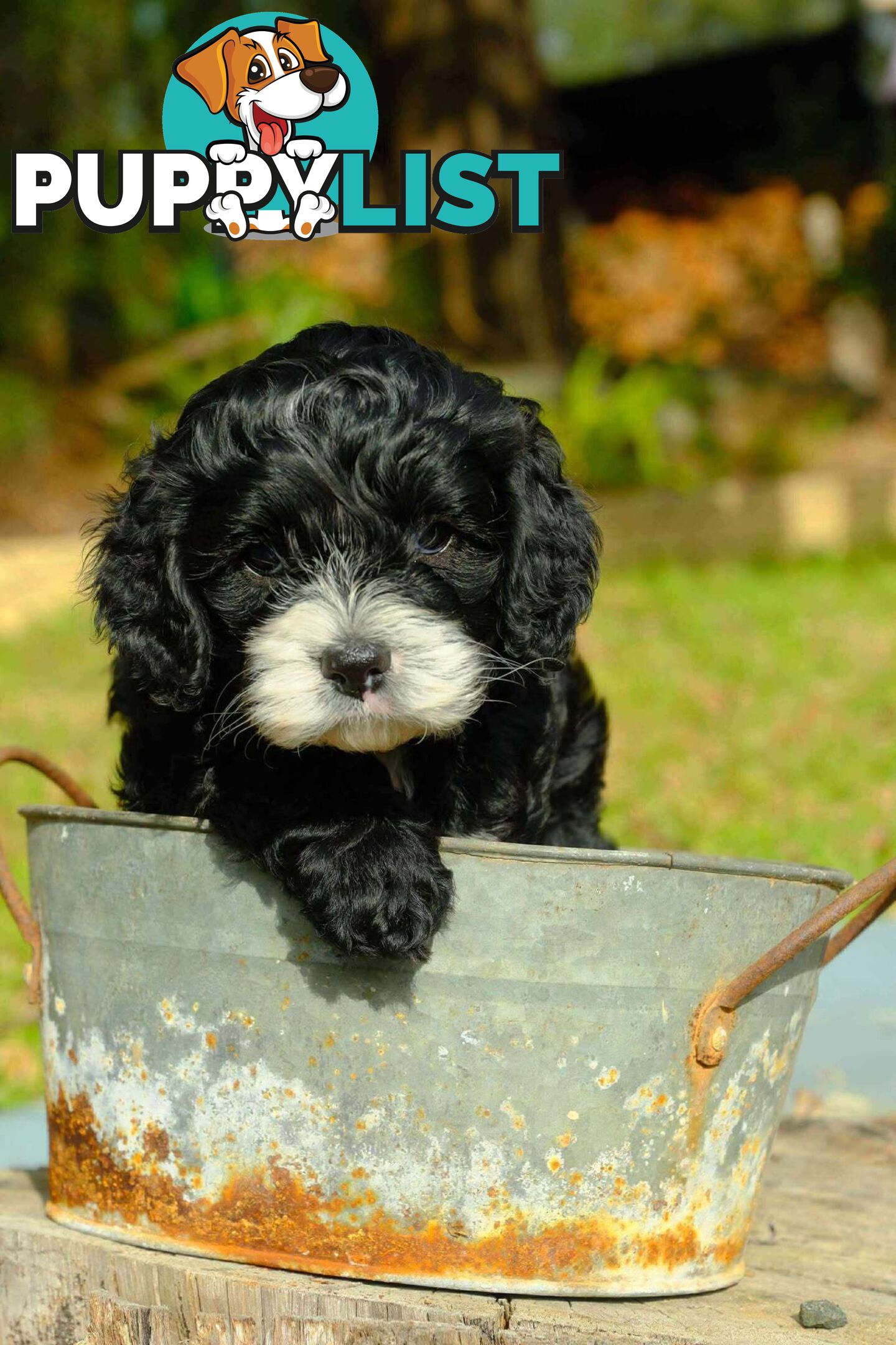Adorable  1st generation toy cavoodle ready for forever home