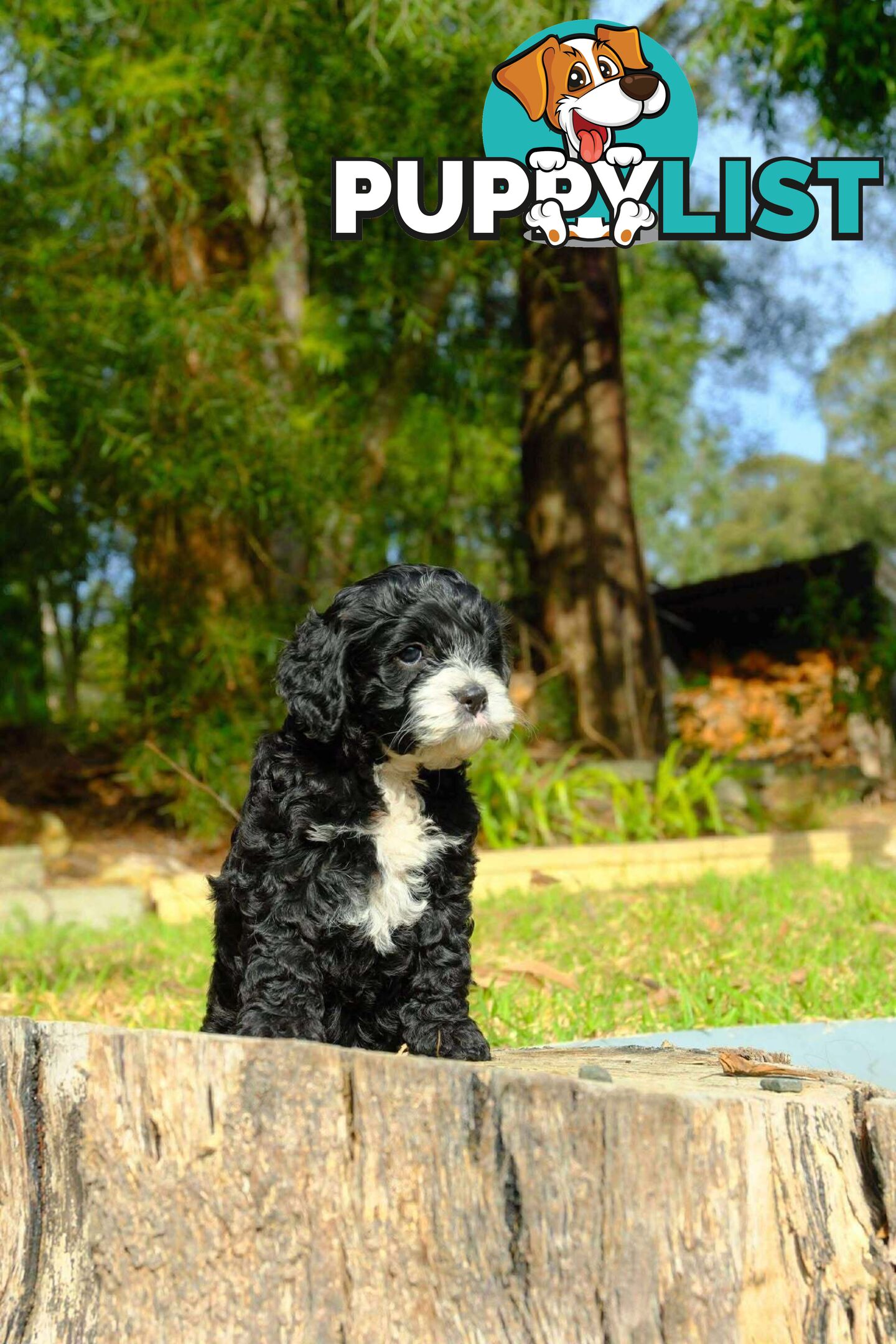 Adorable  1st generation toy cavoodle ready for forever home