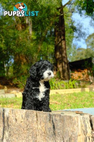 Adorable  1st generation toy cavoodle ready for forever home